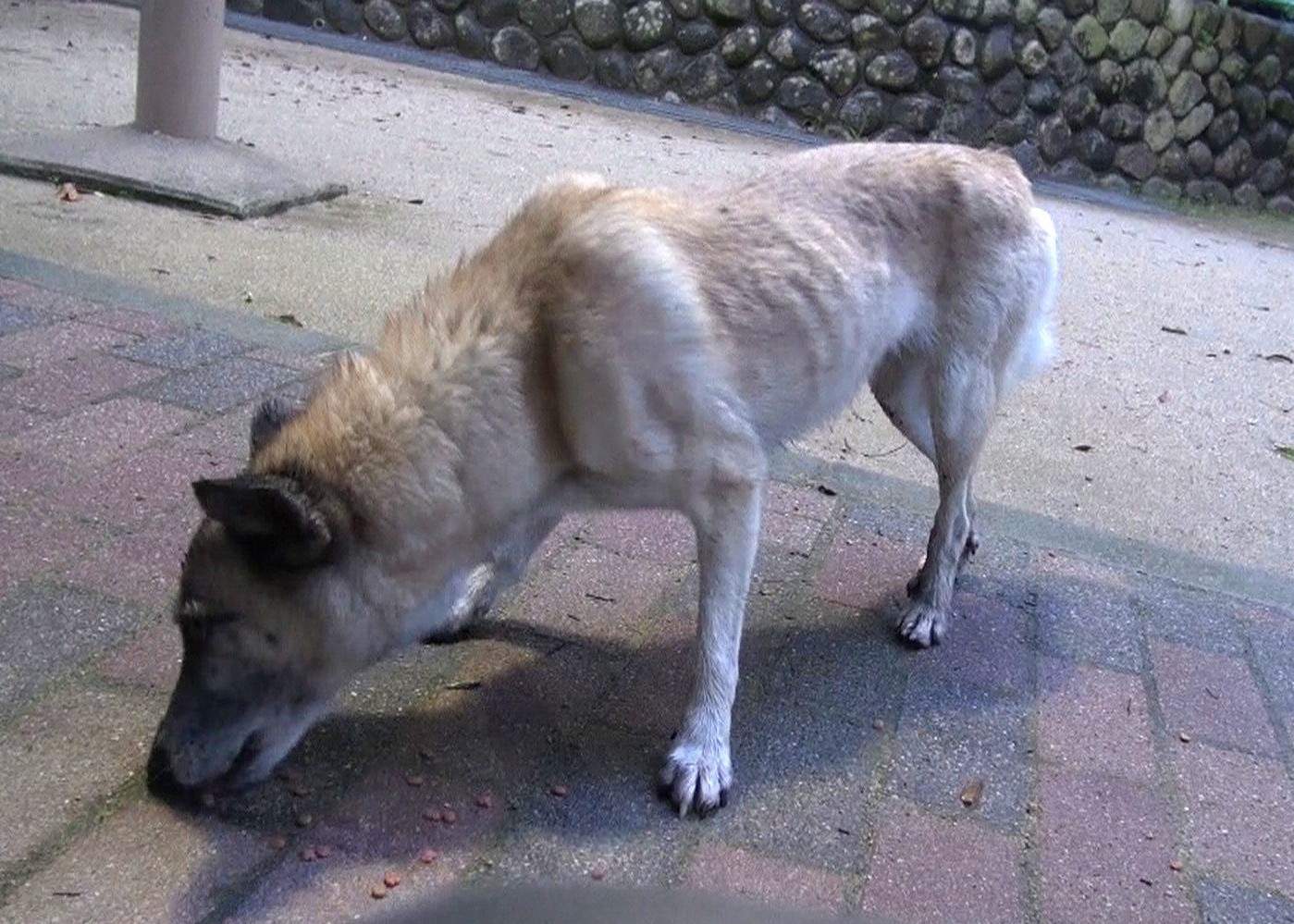 大阪のペット探偵が迷子犬の捜索と保護を行います