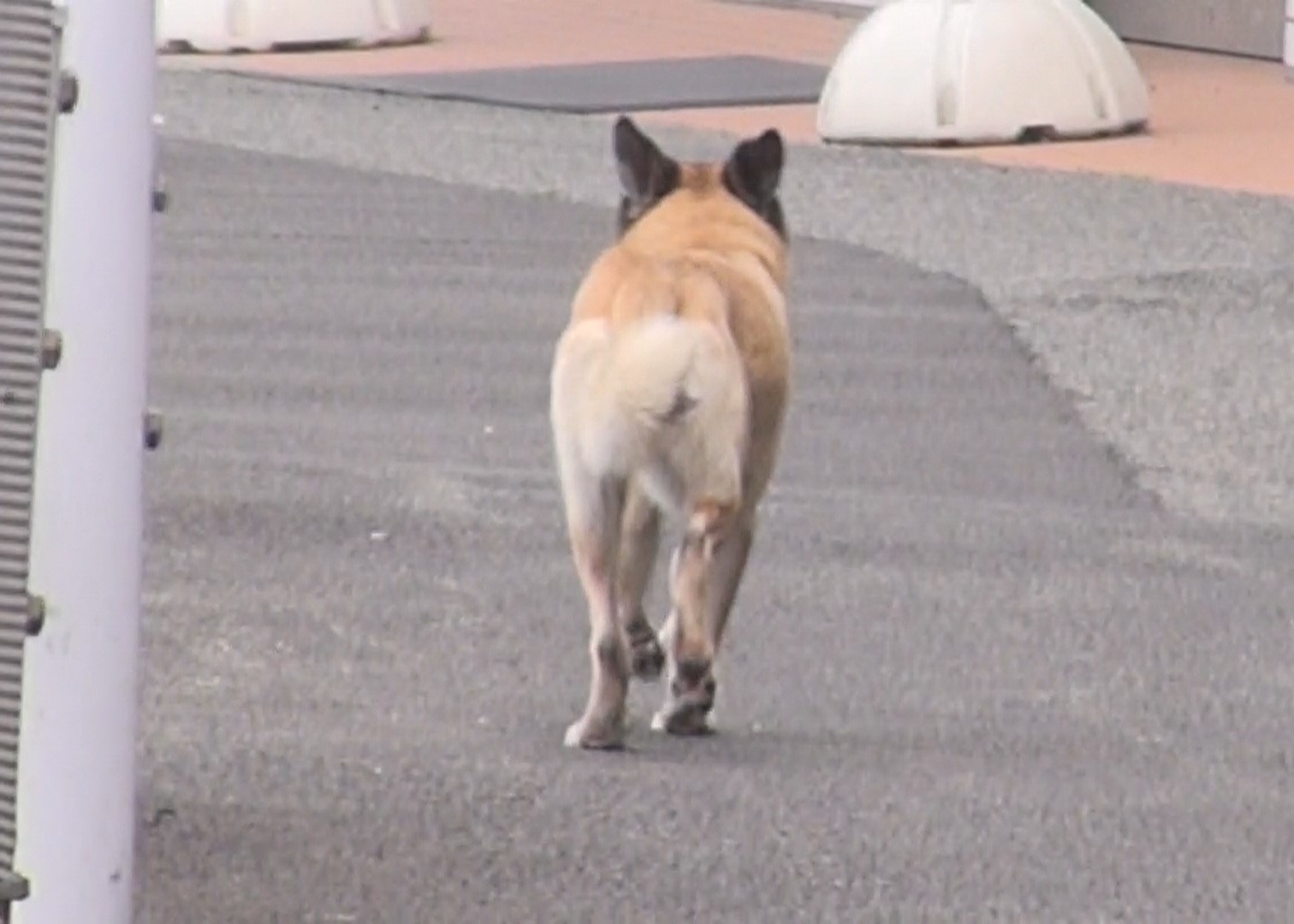 迷子犬や迷い犬は常に動き回り短時間で長い距離を移動します